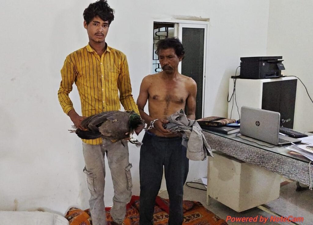 मोर का शिकार करने वाले दो आरोपी गिरफ्तार