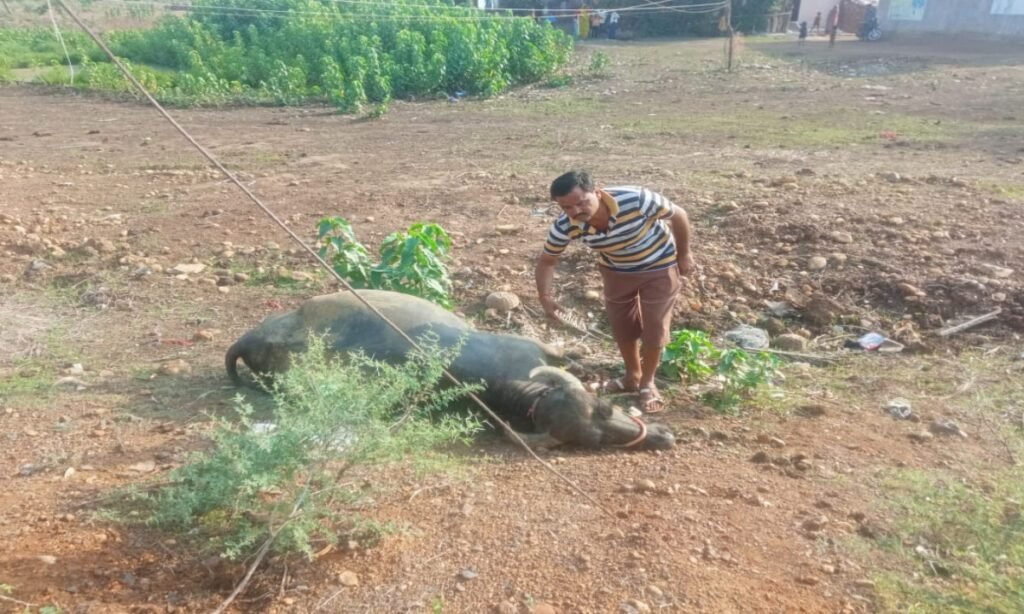 मुहराई ग्राम में करंट लगने से भैंस की मौत