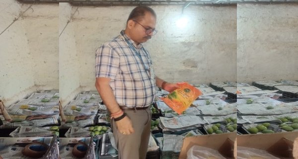 खाद्य विभाग की टीम ने मारा छापा, केमिकल से पकाए जा रहे थे आम