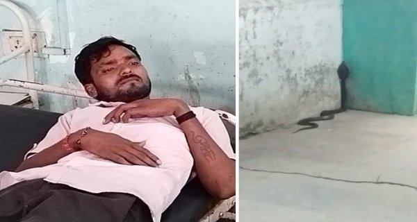 धागा फैक्ट्री में मजदूर को कोबरा ने काटा, झाड़-फूंक के बजाय 45 मिनट में पहुंचे अस्पताल, बची जान