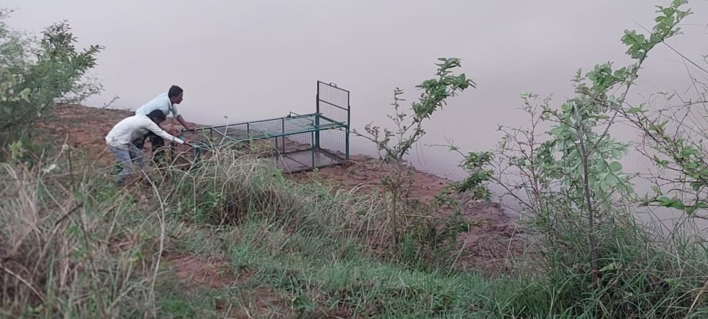 जुझार घाट पर मगरमच्छ दिखने से हड़कंप, वन विभाग ने लगवाया पिंजरा, ग्रामीणों को अलर्ट किया
