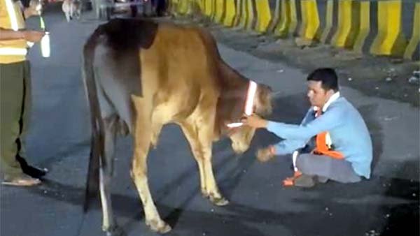 सड़क हादसों पर लगाम लगाने बुधनी में गौवंश के गले में बांधे रेडियम के सुरक्षा पट्टे