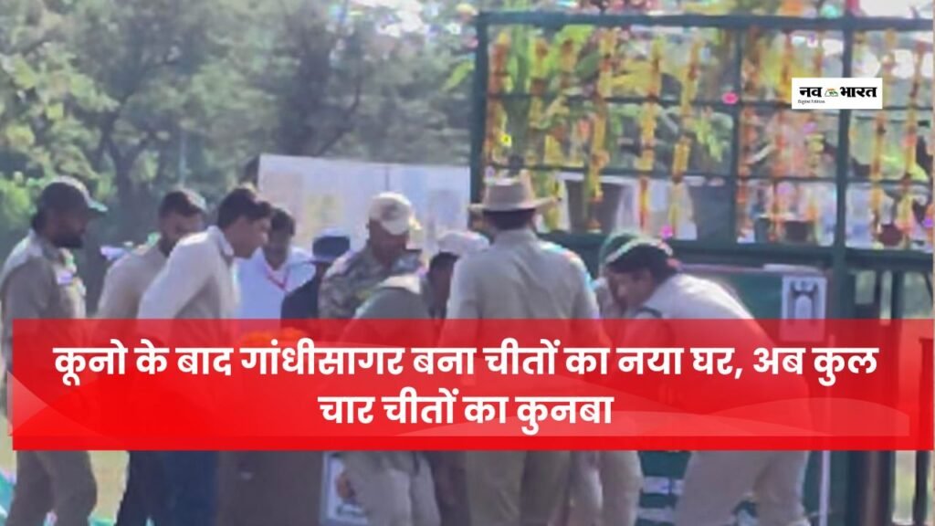 गांधीसागर में मुख्यमंत्री ने मादा चीता ‘राधा’ को किया रिलीज