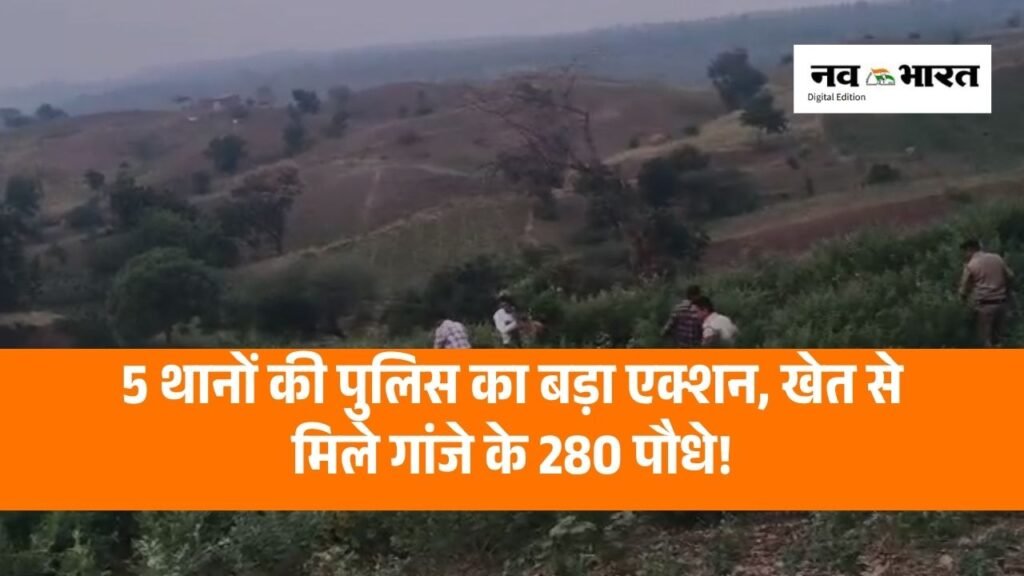तुअर की फसल के बीच उगा रहे थे गांजा, पुलिस ने 7.10 लाख की खेती पकड़ी!